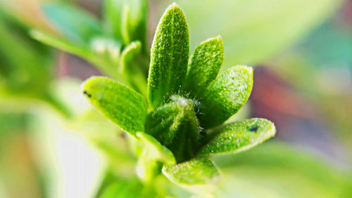 Close-up of fresh green plant