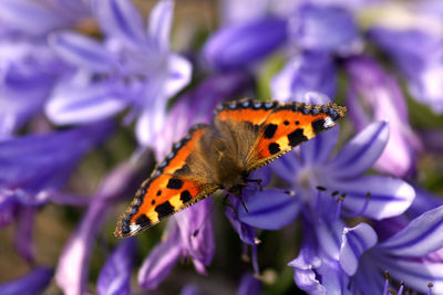 Close-up of butterfly on purple flower