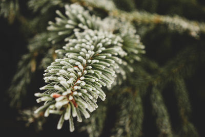 Close-up of pine tree