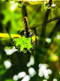 Close-up of insect on leaf