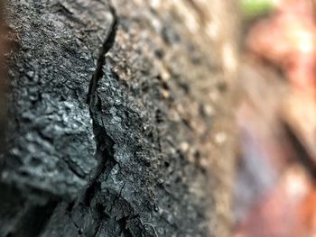 Close-up of tree trunk