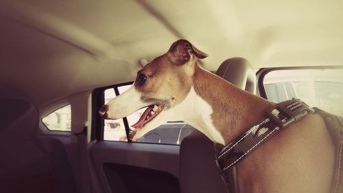 Close-up of dog in car