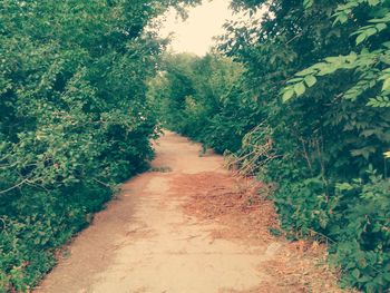 Dirt road amidst trees