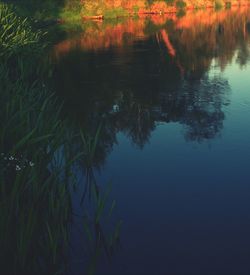 Reflection of trees in lake