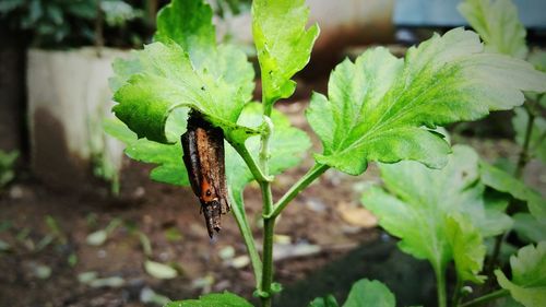 Close-up of insect on plant