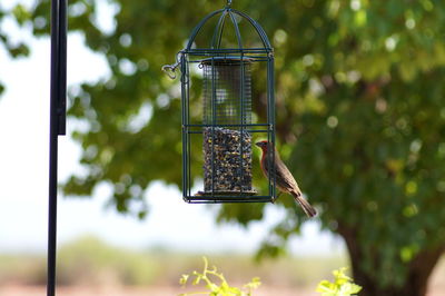 Close-up of bird perching on wooden post