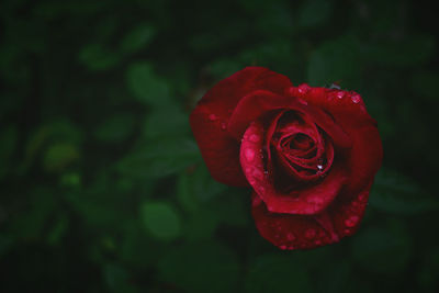 Close-up of red rose