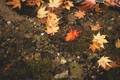 High angle view of maple leaves on plant