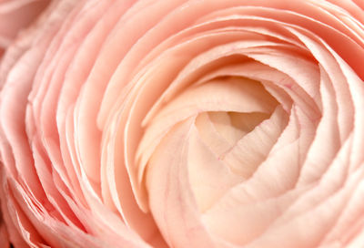 Beige pink fresh rose petals in macro. soft focus. backdrop for wedding invitation. valentines day