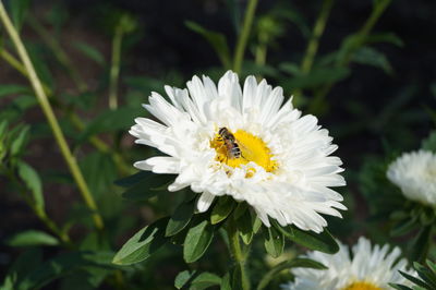 Close-up of bee pollinating on flower