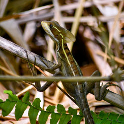 Close-up of a lizard on branch