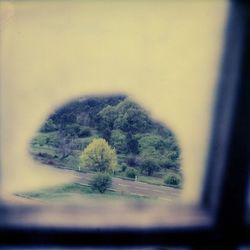 tree