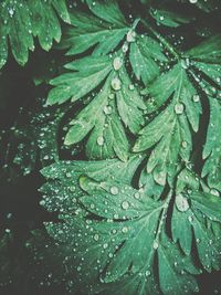 Close-up of wet plant leaves during rainy season