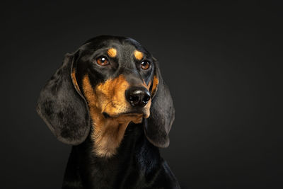 Close-up of dog looking away against black background