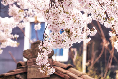 Close-up of cherry blossom tree