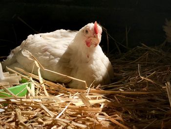 Close-up of birds in nest