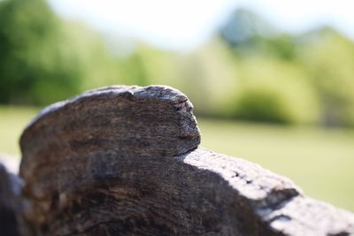 Close-up of lizard on rock