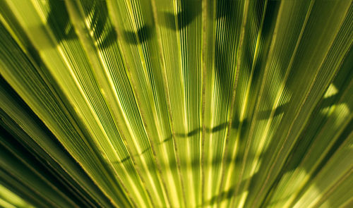 Close-up of palm leaves