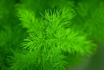 Close-up of pine tree