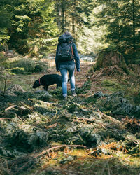 Rear view of dog walking in forest