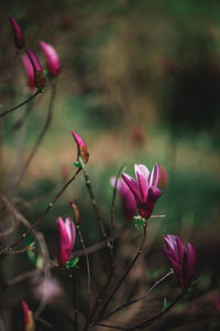 Close-up of pink flowering plant