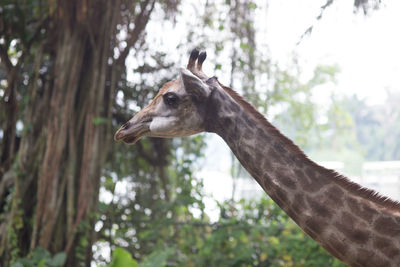 Close-up of giraffe against trees