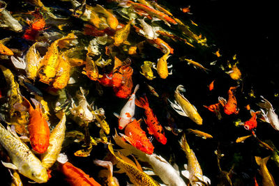 View of koi carps swimming in lake