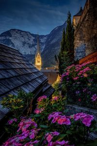 Purple flowering plants by buildings against sky at night