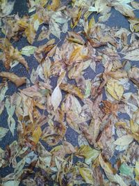 High angle view of fallen maple leaves
