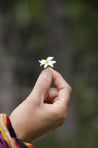 Close-up of hand holding small white flower