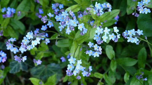 Close-up of purple flowering plants