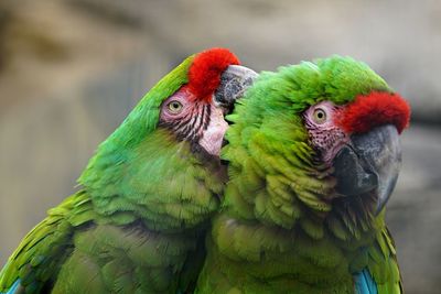 Close-up of two parrots