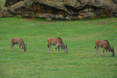Animals grazing on field