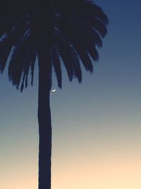 Low angle view of palm trees against clear sky