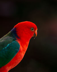 Close-up of parrot