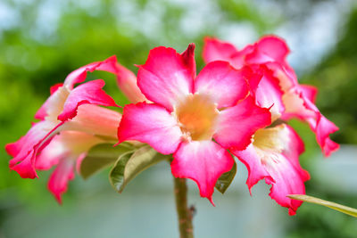 Close-up of pink flowers