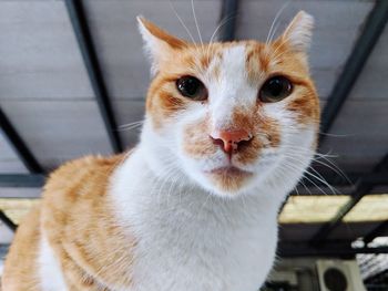 Close-up portrait of cat