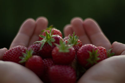 Close-up of woman holding strawberries