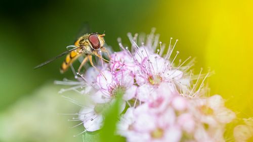 Close-up of insect on pink flower