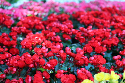 Full frame shot of flowers