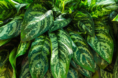 A cluster of aglaonema leaves on a plant.