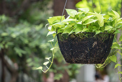 Close-up of plant in basket