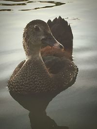Close-up of bird by lake