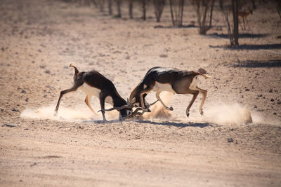 Side view of two antelopes in confrontation