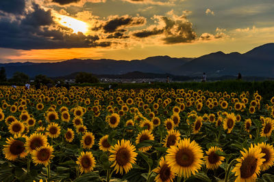 Scenic view of sunflower field against sky during sunset