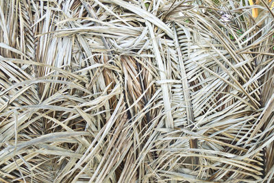 Full frame shot of tree branches