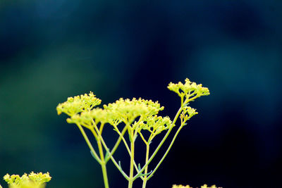 Close-up of yellow flowers