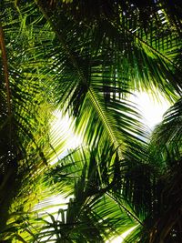 Low angle view of palm trees