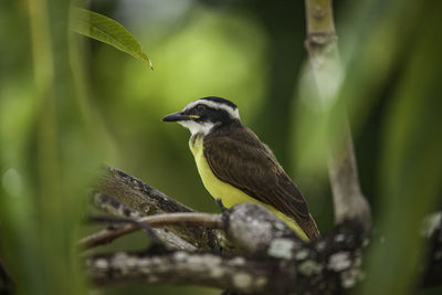 Close-up of bird perching on branch