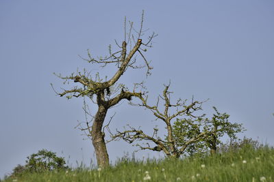 Low angle view of plant against clear sky